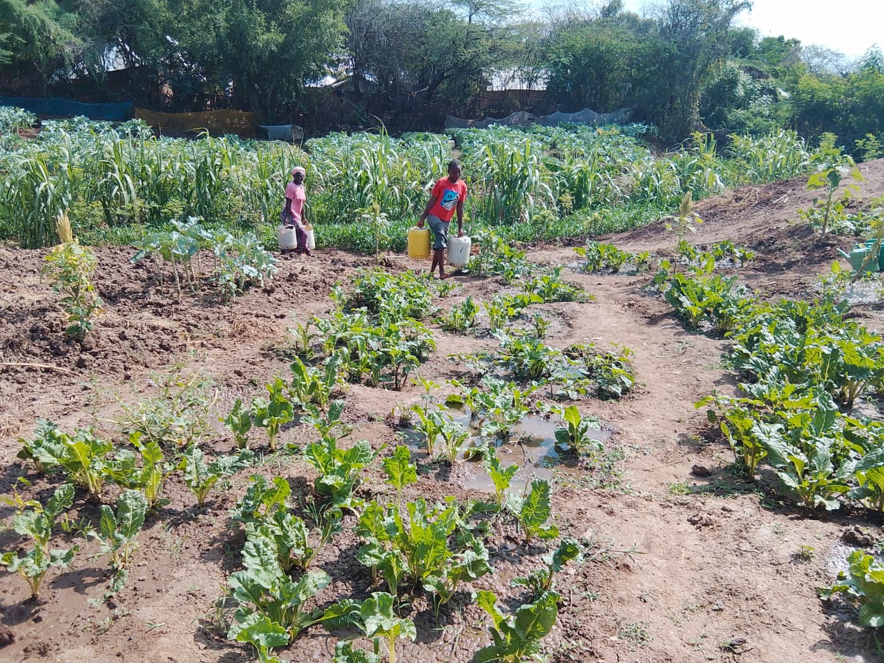 Water harvesting system